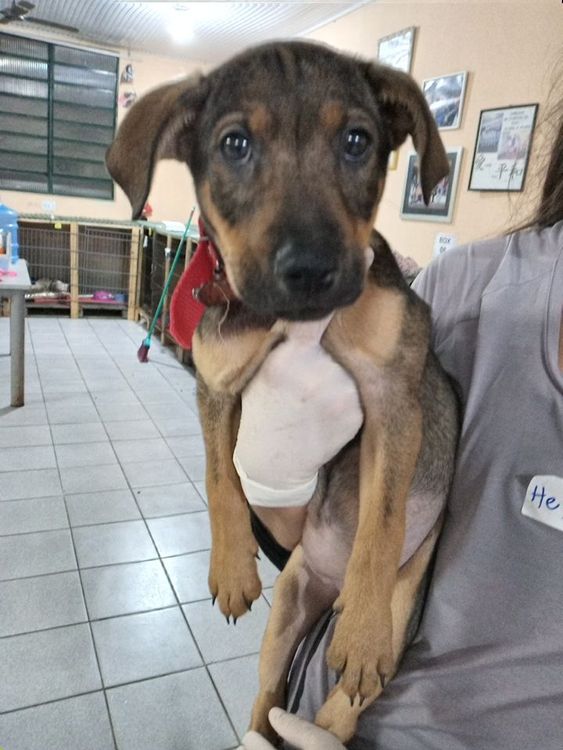 Cão