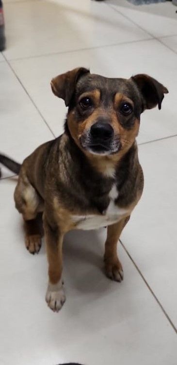 Doidinho