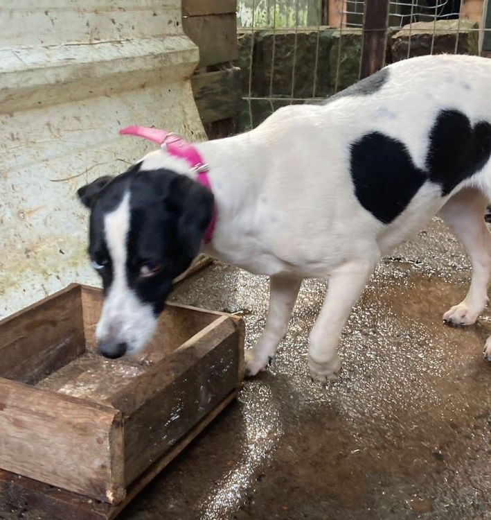 Cão