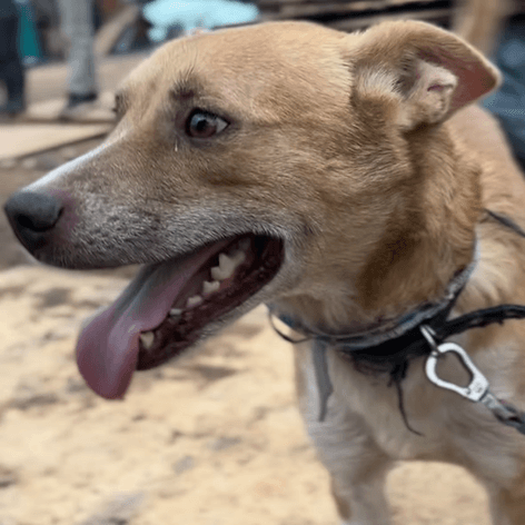 Cão