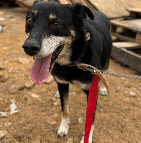 Cão