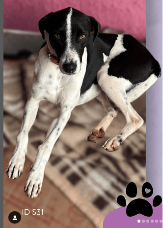 Cão