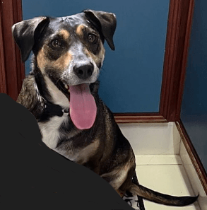 Cão