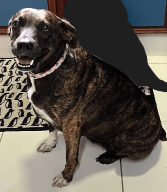 Cão