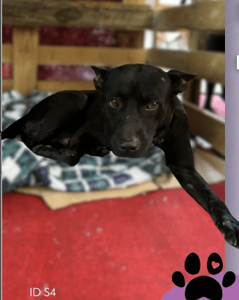 Cão