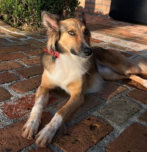 Cão