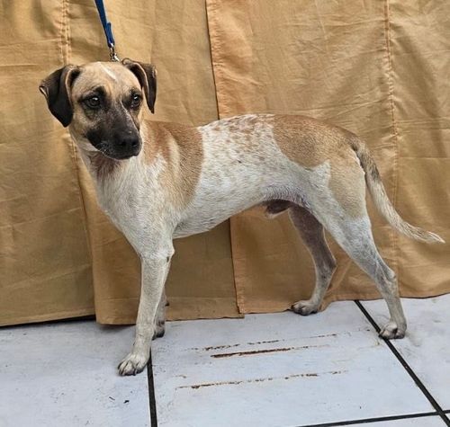Cão