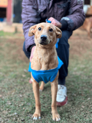 Cão