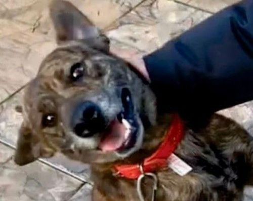 Cão
