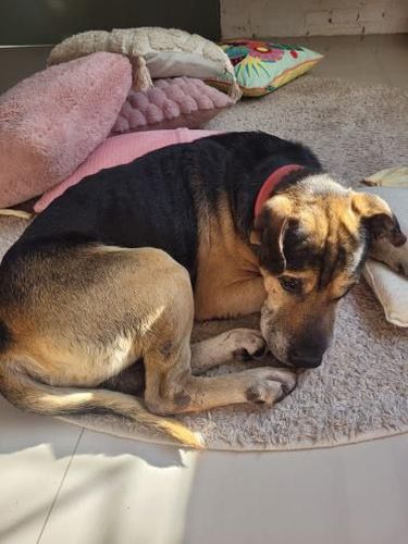 Cão