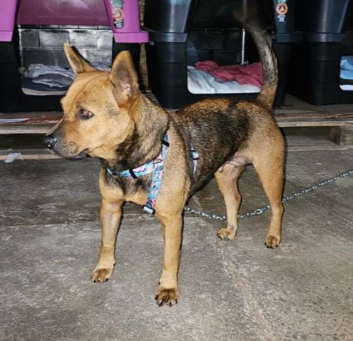 Cão