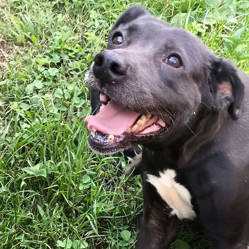 Cão