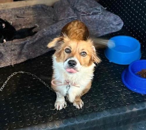 Cão