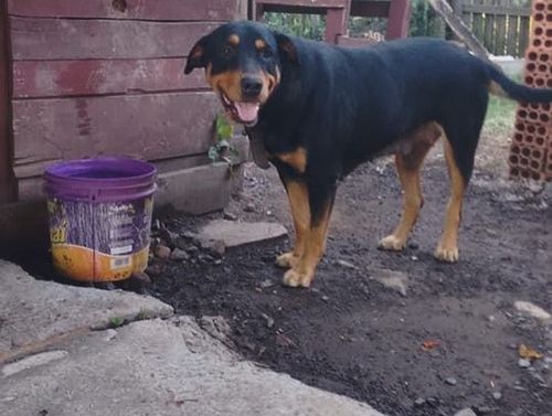 Cão