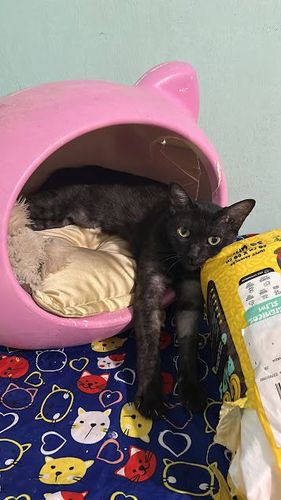 Gato