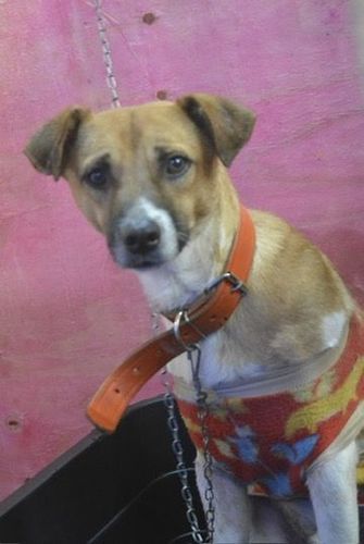 Cão