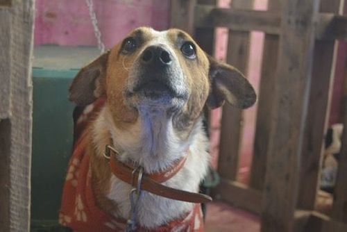 Cão