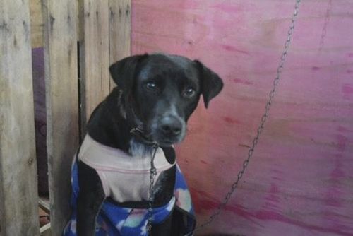 Cão