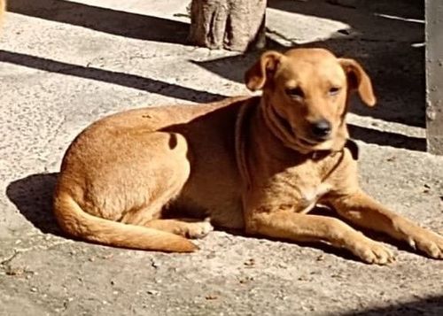 Belinha