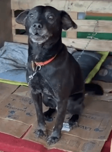 Cão