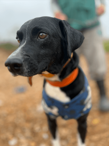 Cão