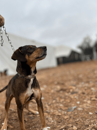 Cão