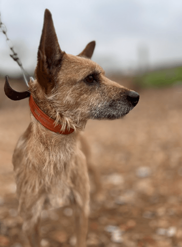 Cão