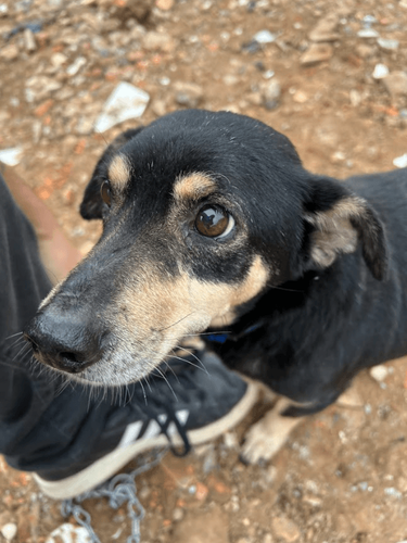 Cão