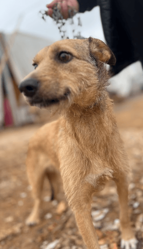 Cão