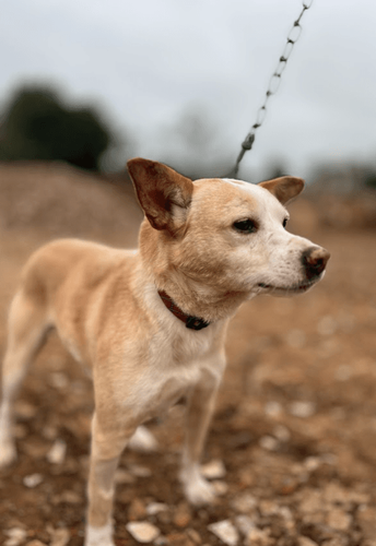 Cão