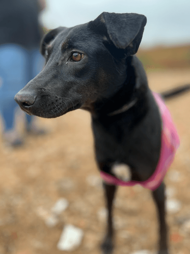 Cão