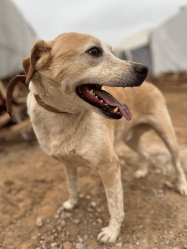 Cão