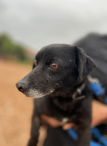 Cão