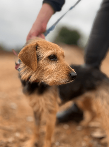 Cão
