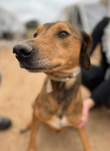 Cão