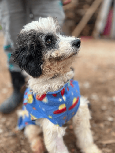 Cão