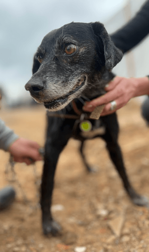 Cão
