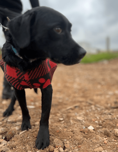 Cão