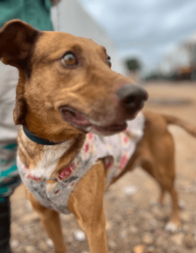 Cão