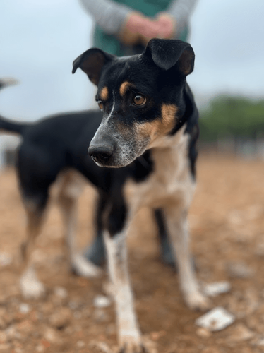 Cão