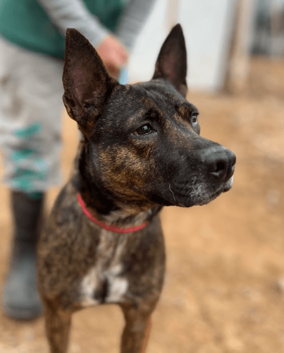 Cão
