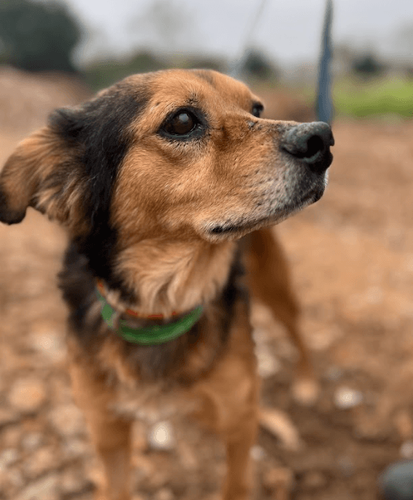 Cão