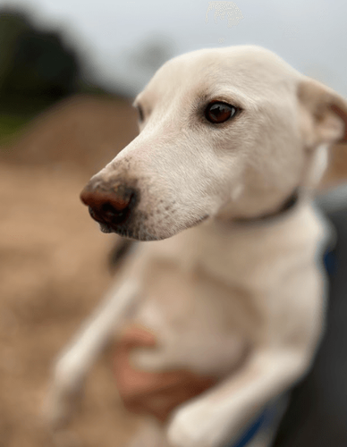 Cão