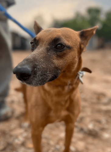Cão