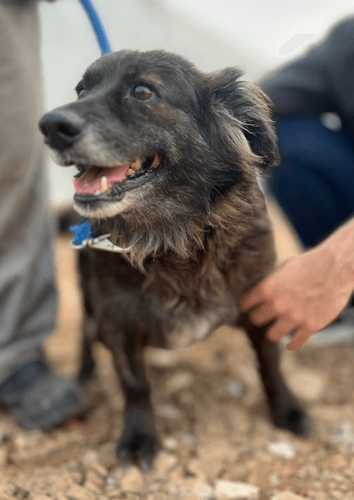 Cão