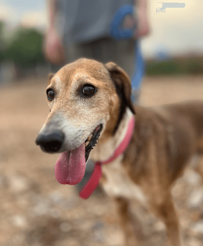 Cão