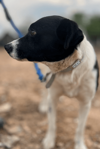 Cão