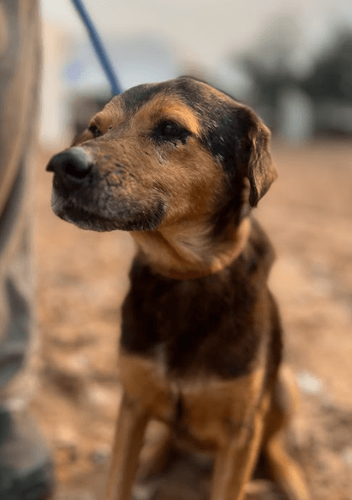 Cão