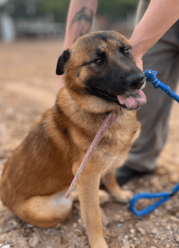 Cão
