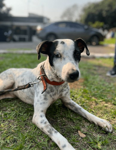 Cão